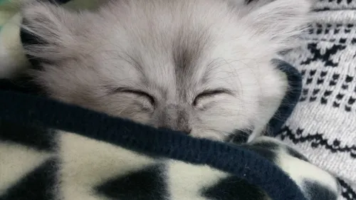 스타동물병원 대표 이미지