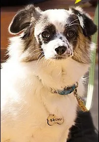 영화배우인 재롱이의 대표 이미지