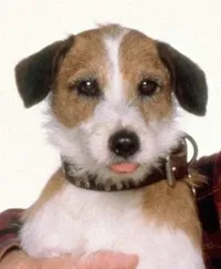 영화배우인 무즈의 대표 이미지